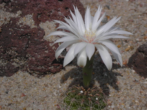 gymnocalycium mesopotamicum